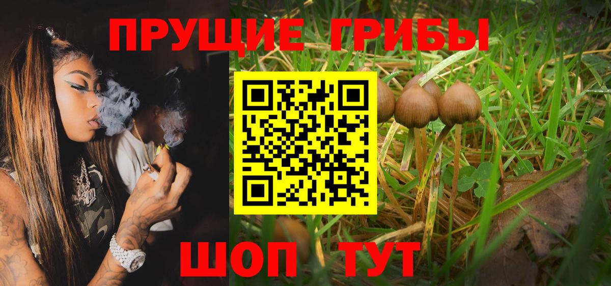 Галлюциногенные грибы Psilocybine cubensis Элиста